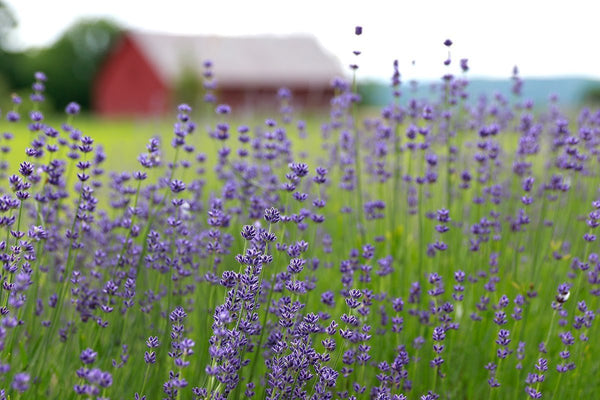 Lavenlair Farm photo
